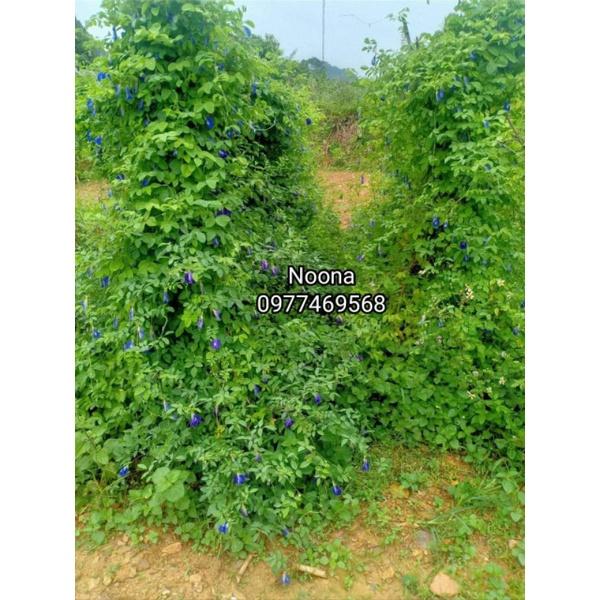 Bầu hoa đậu biếc cánh kép đang hoa