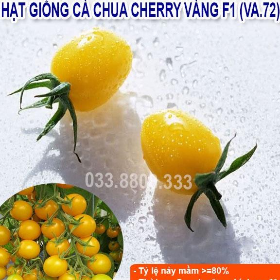 Hạt giống cà chua bi vàng -giống tốt trồng chậu