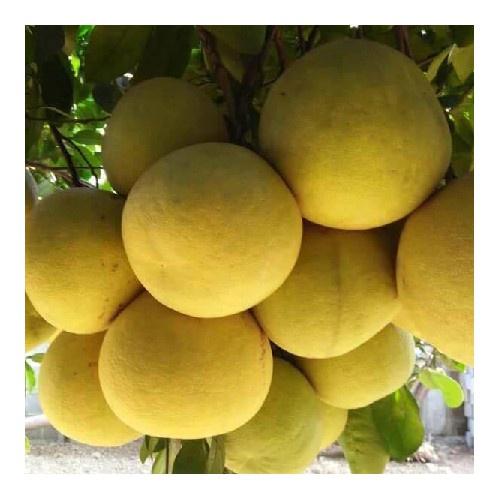 CÂY GIỐNG BƯỞI ĐỎ TÂN LẠC