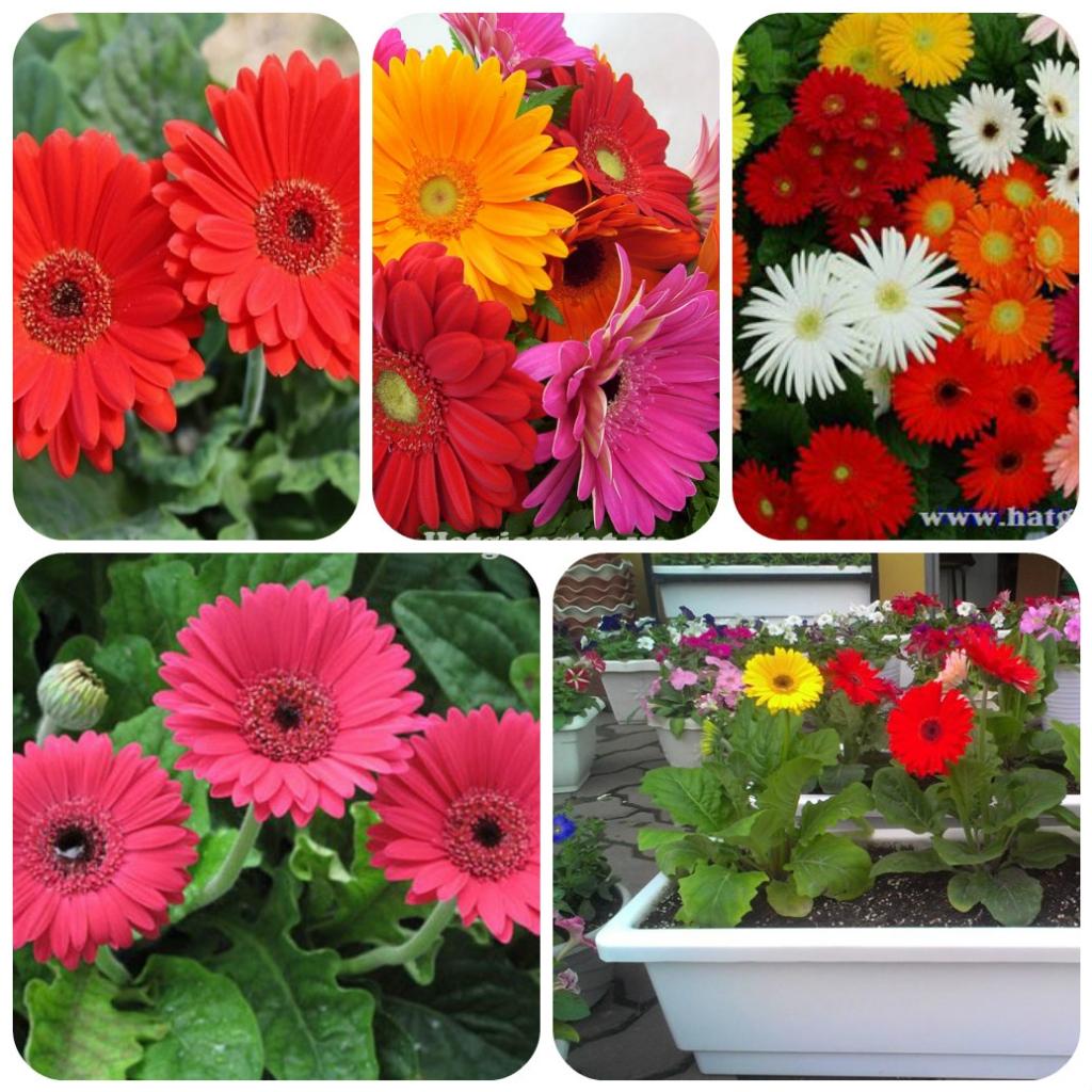 Hạt giống hoa đồng tiền mix màu-gói 15 hạt-tặng kèm gói phân bón lót