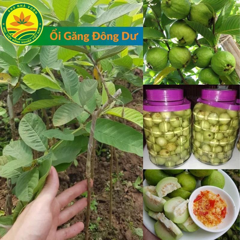 Ổi Găng Đông Dư, giá rẻ, dễ trồng, sai quả, ra quả quanh năm, quả ngâm r, chấm muối ớt hết nước chấm