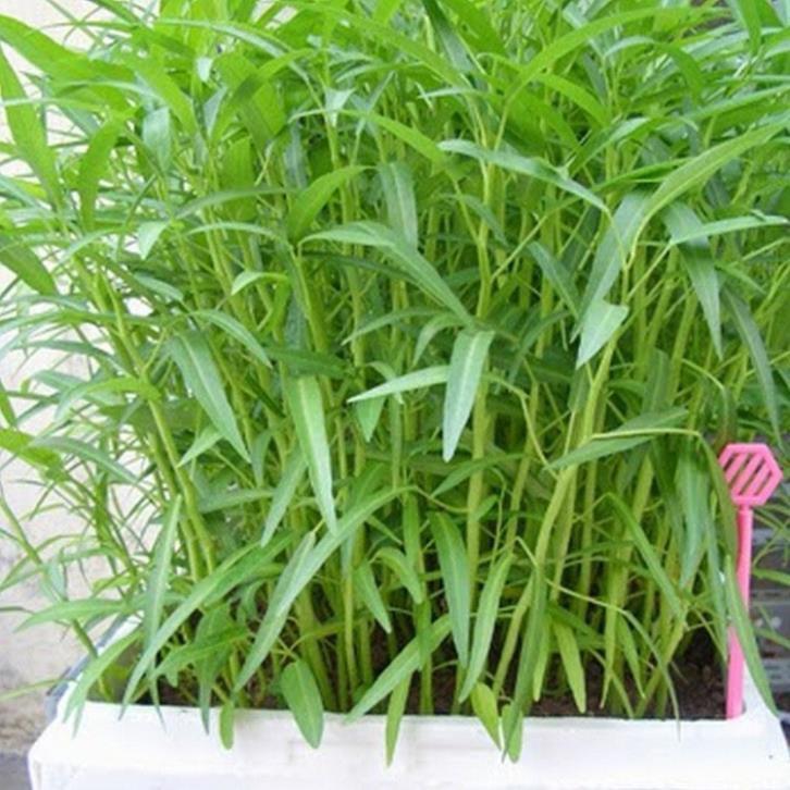 HẠT GIỐNG RAU MUỐNG LÁ TRE HẠT GIỐNG F1+ 700g phân thỏ hữu cơ