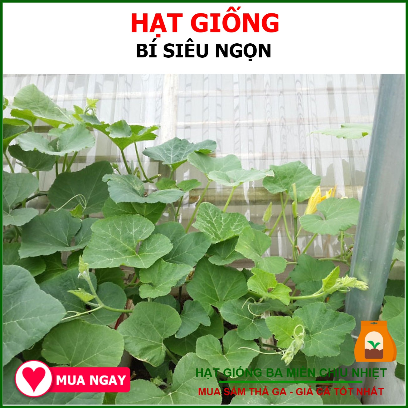 Hạt Giống Bí Siêu Ngọn Gói 10gram Sen Vàng