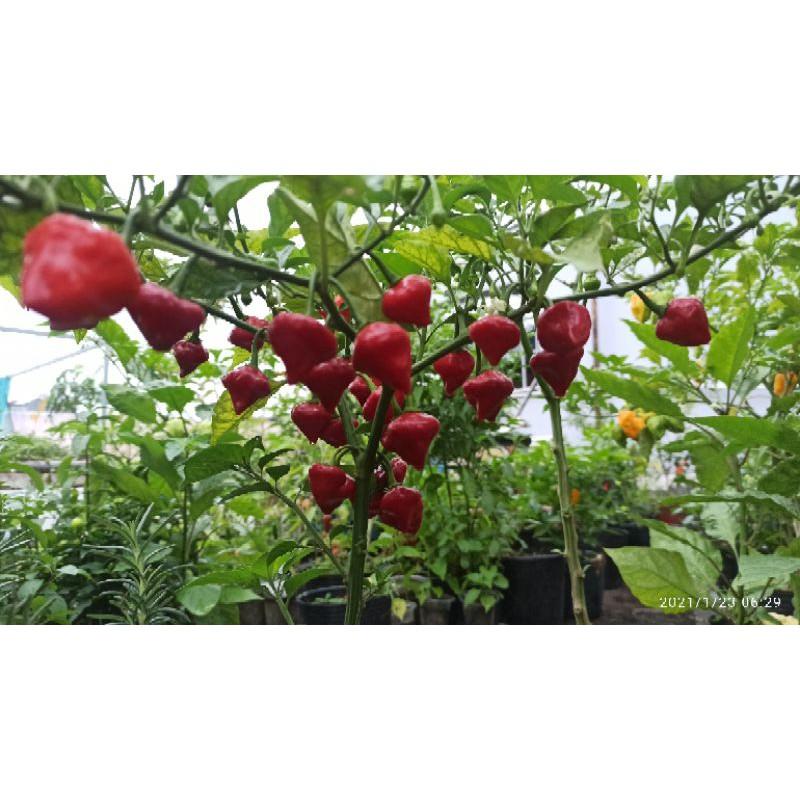 Phân bón hữu cơ