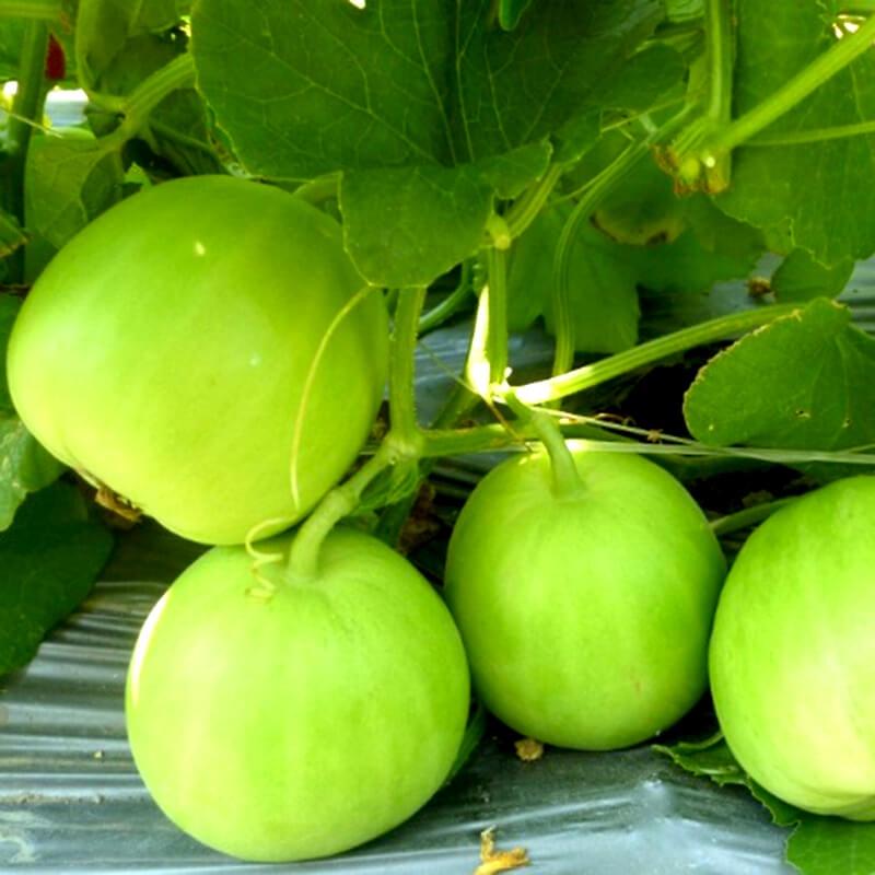 Hạt giống Dưa Lê Siêu Ngọt Ngân Huy – 10GRAM - Dưa siêu năng suất