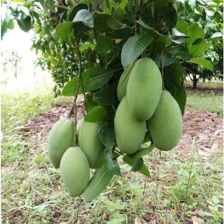 CÂY GIỐNG XOÀI KEO CAMPUCHIA CÂY GHÉP