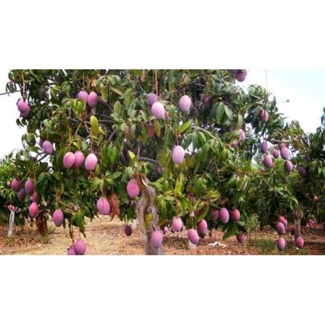 Sản phẩm CÂY XOÀI THÁI TÍM