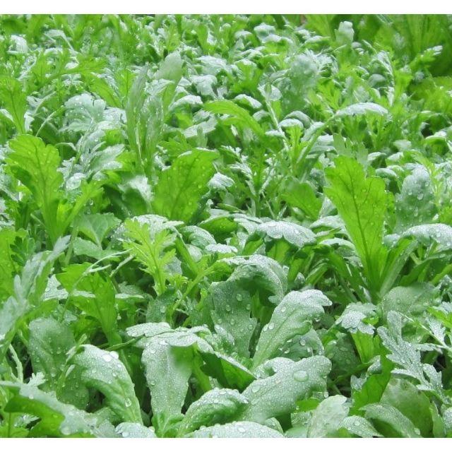 Hạt giống Rau Tần Ô nếp , đóng gói 20gr