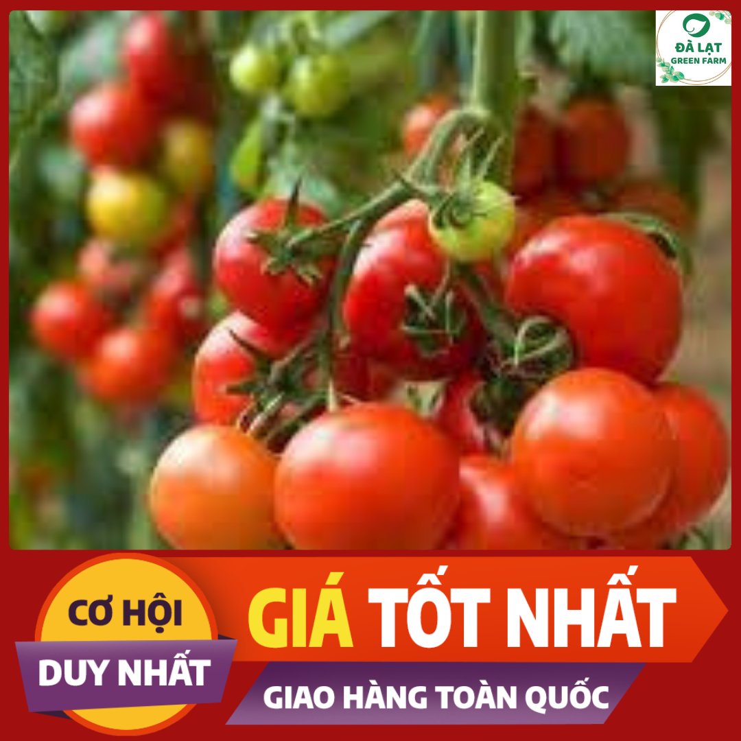 Bộ 1 gói Hạt giống cà chua bi đỏ cây cao