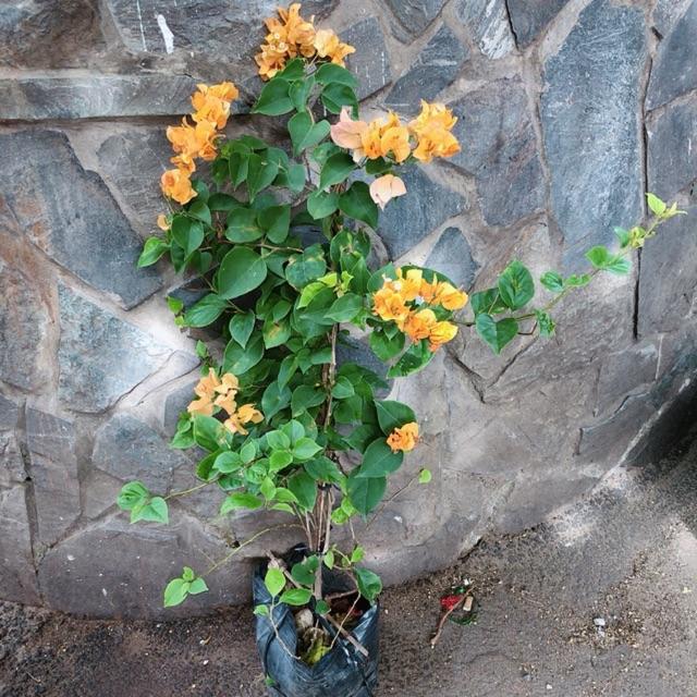 Hoa Giấy Màu Vàng