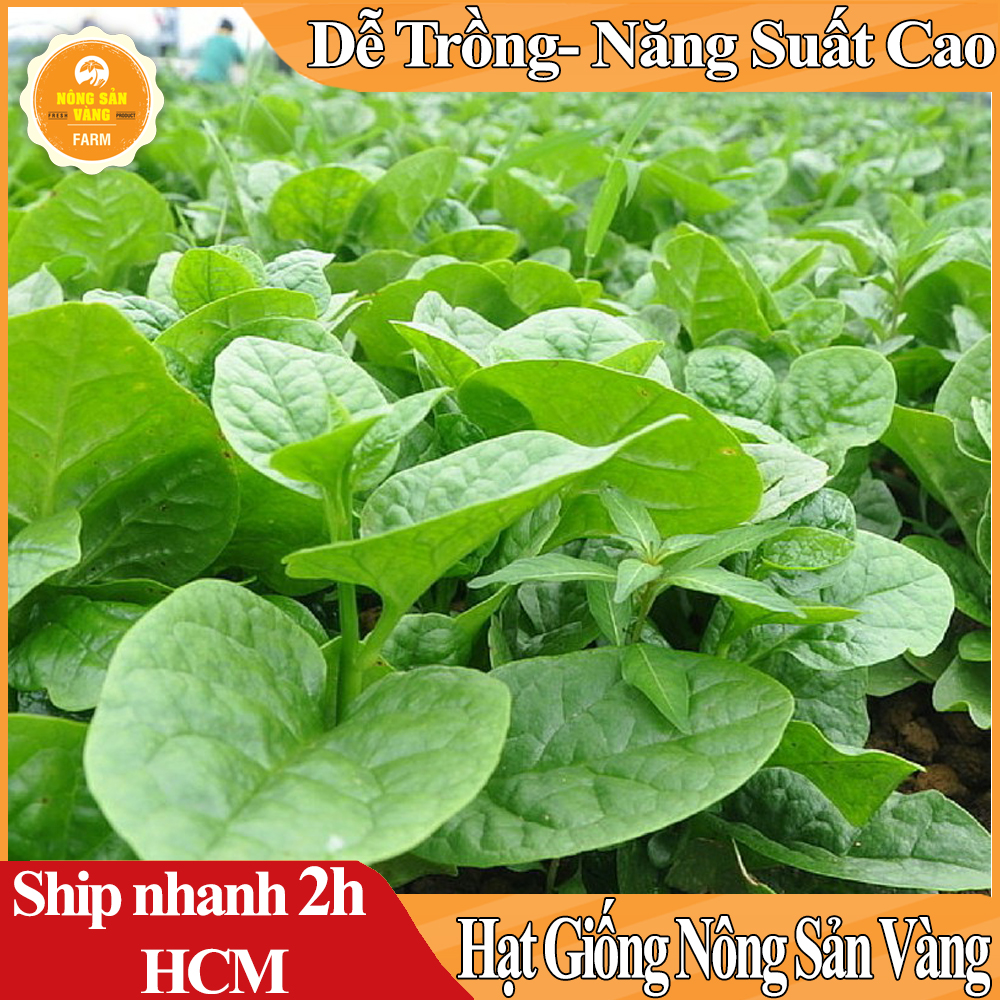 Hạt giống Mồng Tơi Xanh Tỉ Lệ Nảy Mầm Cao, Sinh Trưởng Và Phát Triển Khỏe, Năng Suất Cao - Nông Sản Vàng