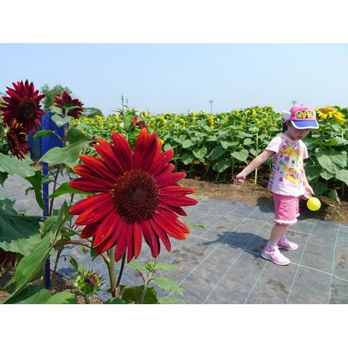 Hạt giống hoa hướng dương đỏ 30 hạt