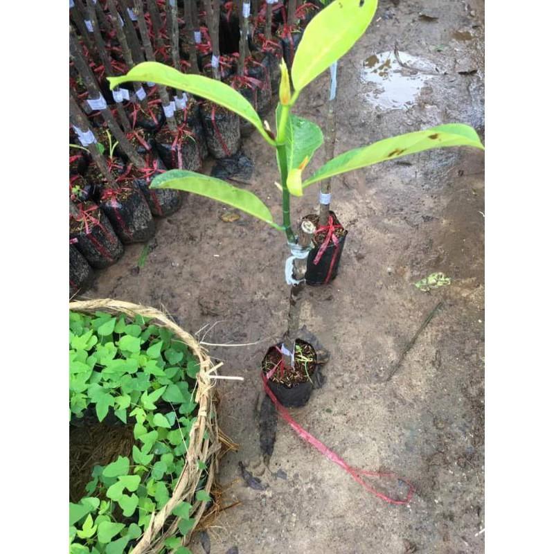 Cây Giống Mít Tố Nữ