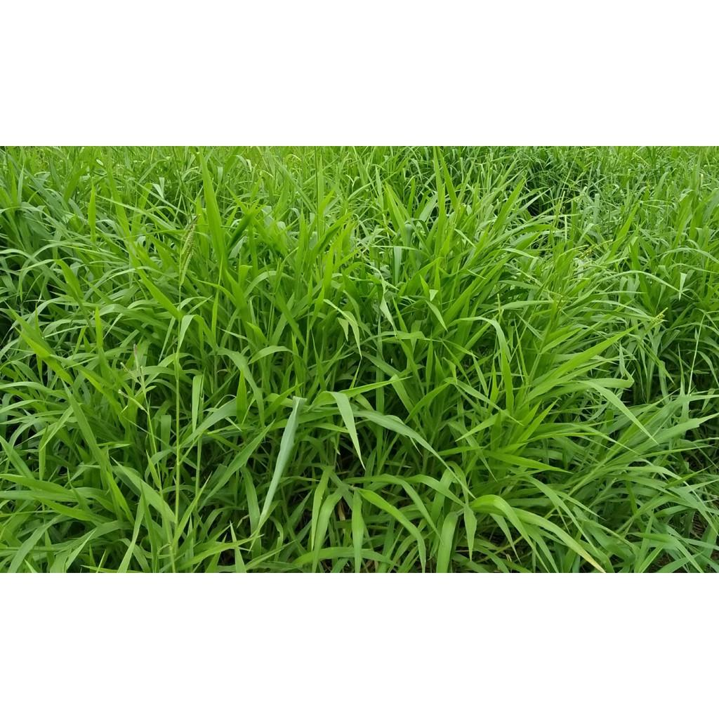 Hạt giống cỏ Ruzi - Cỏ chịu dẫm đạp
