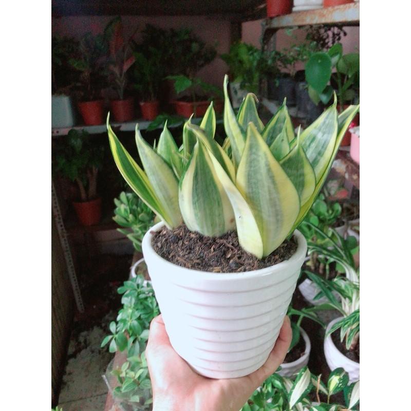 Chậu Cây Lưỡi Hổ Thái