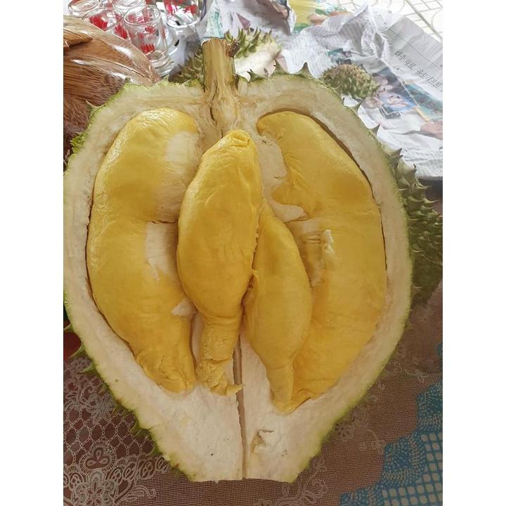 Cây giống SẦU RIÊNG RI6 Bầu to khổng lồ, gốc to ghép 2 năm.