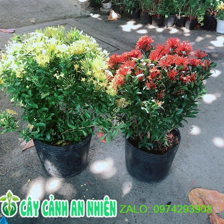 Combo 2 Cây Trang Thái Vàng+Đỏ