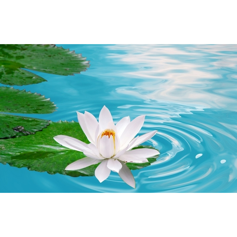 Tranh dán tường 3d hoa sen trắng H113