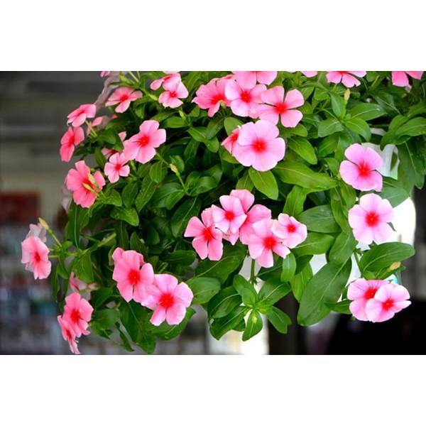 CHẬU HOA DỪA CẠN SIÊU ĐẸP
