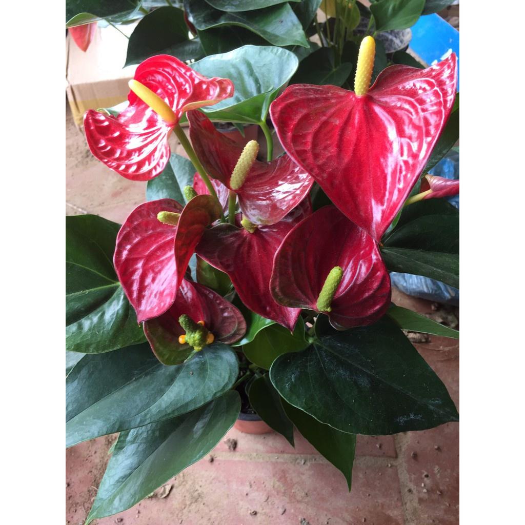 Chậu cây hồng môn MÀU HỒNG CÁNH SEN