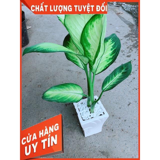 Chậu Vạn Niên Thanh