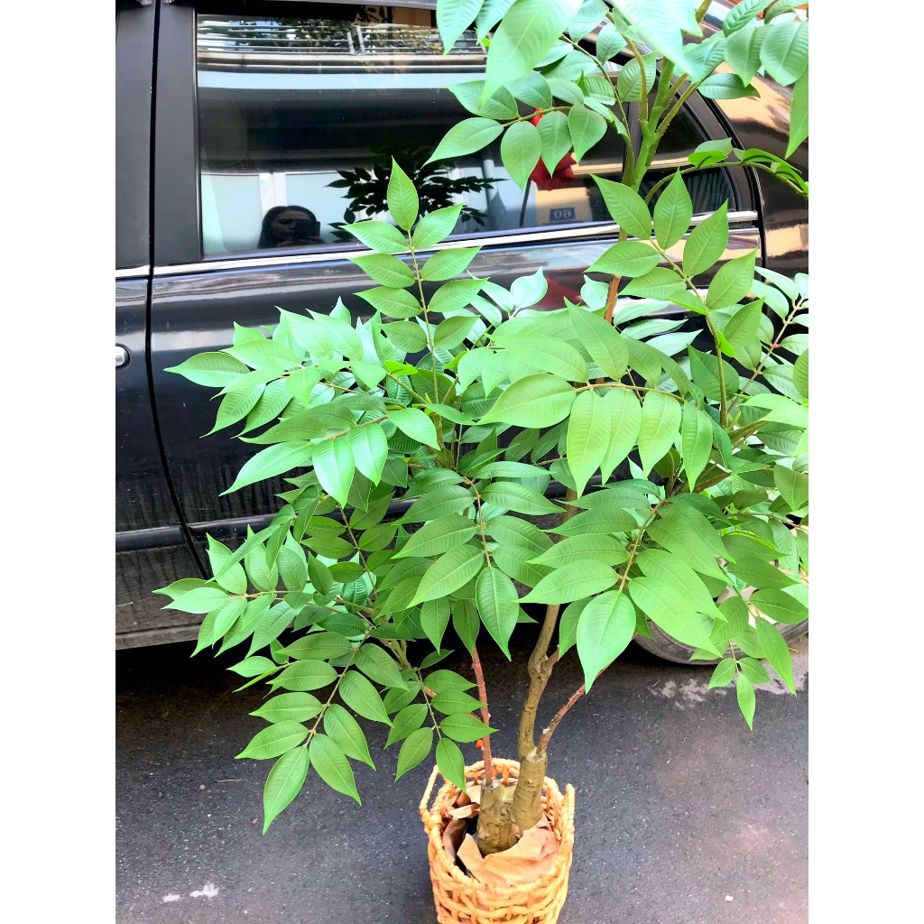 Cây nam thiên trúc giả - Cao 150cm - Thân nhựa lõi thép - Cây giả, hoa lụa Decor trang trí nhà cửa.