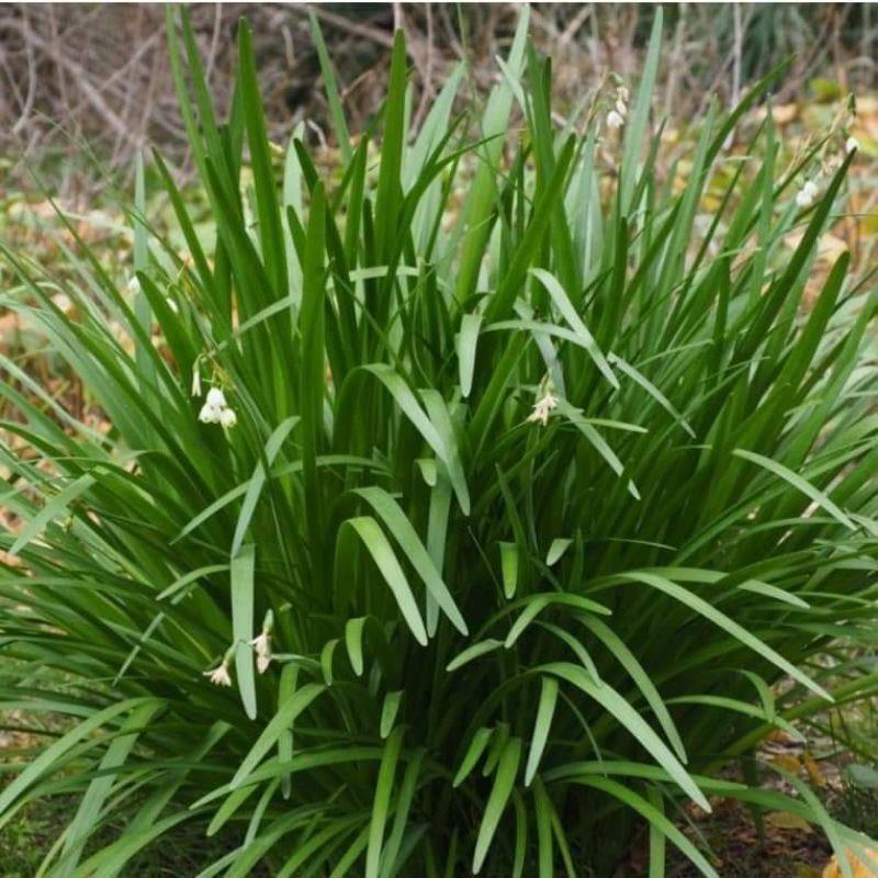 Hạt giống hẹ lá cao sản siêu năng suất Trang Nông 2g