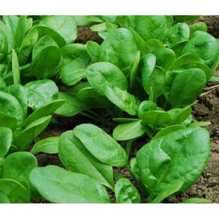 Combo 9 gói hạt giống rau cải đủ loại – Tặng 1 phân bón