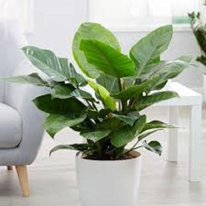 Cây Trầu Bà Tỷ Phú