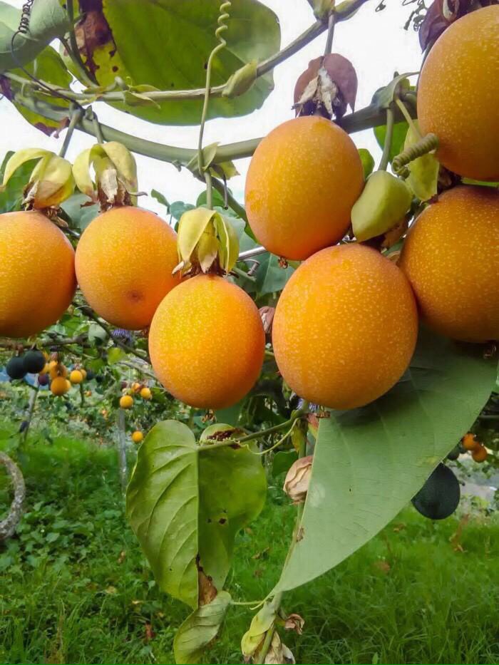 CÂY GIỐNG CHANH DÂY VÀNG SIÊU NGỌT