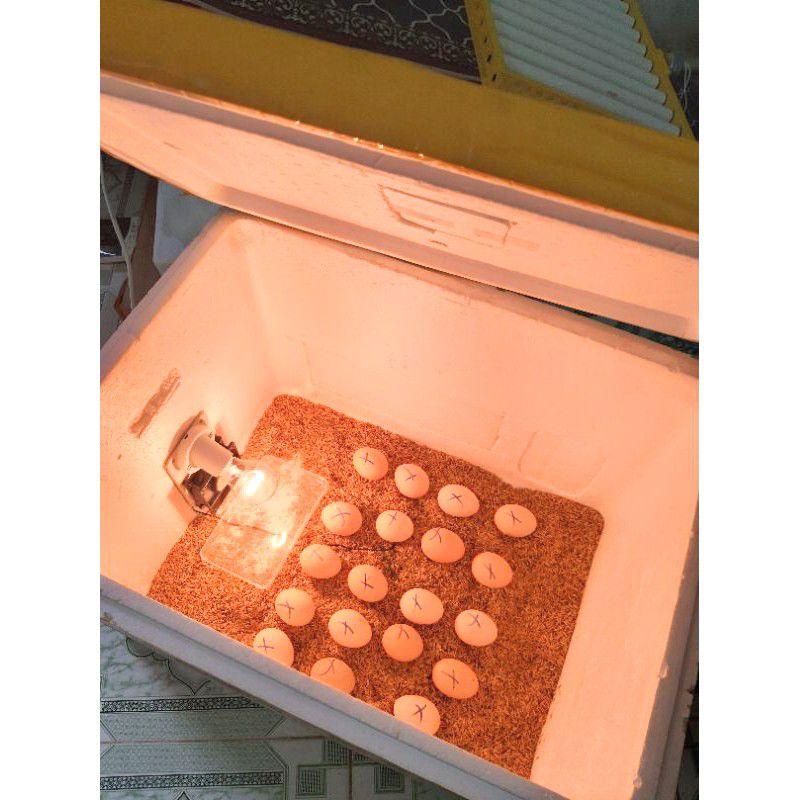 máy ấp nhiệt theo dõi hỗ trợ điều chỉnh nhiệt độ trong công nông nghiệp chăn nuôi trứng gia cầm gà vịt ngan ngỗng bò sát