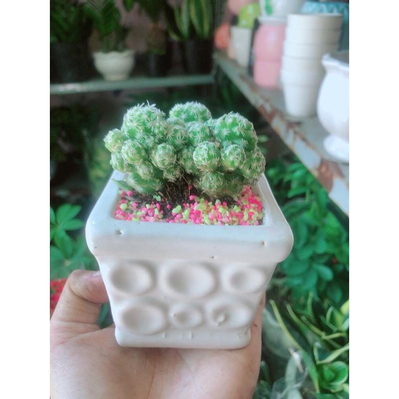 Chậu Xương Rồng Trứng Chim