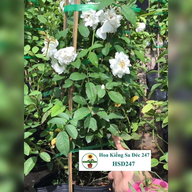 Hoa hồng leo trắng - Tặng phân bón