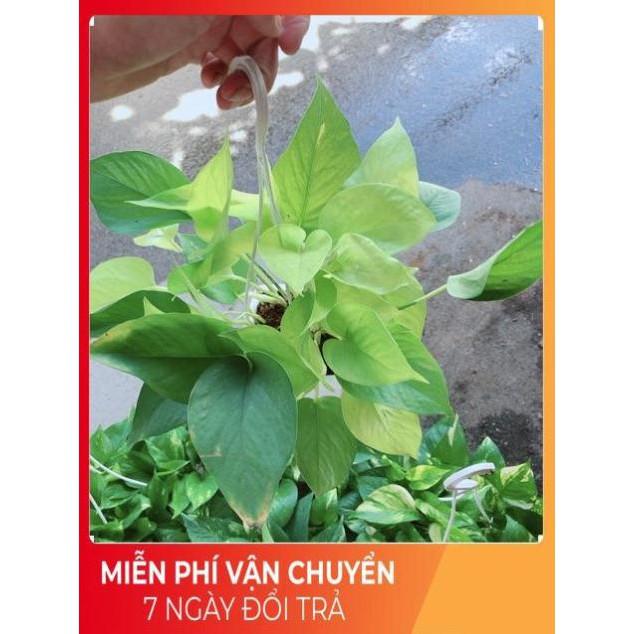 Chậu Trầu Bà Thái