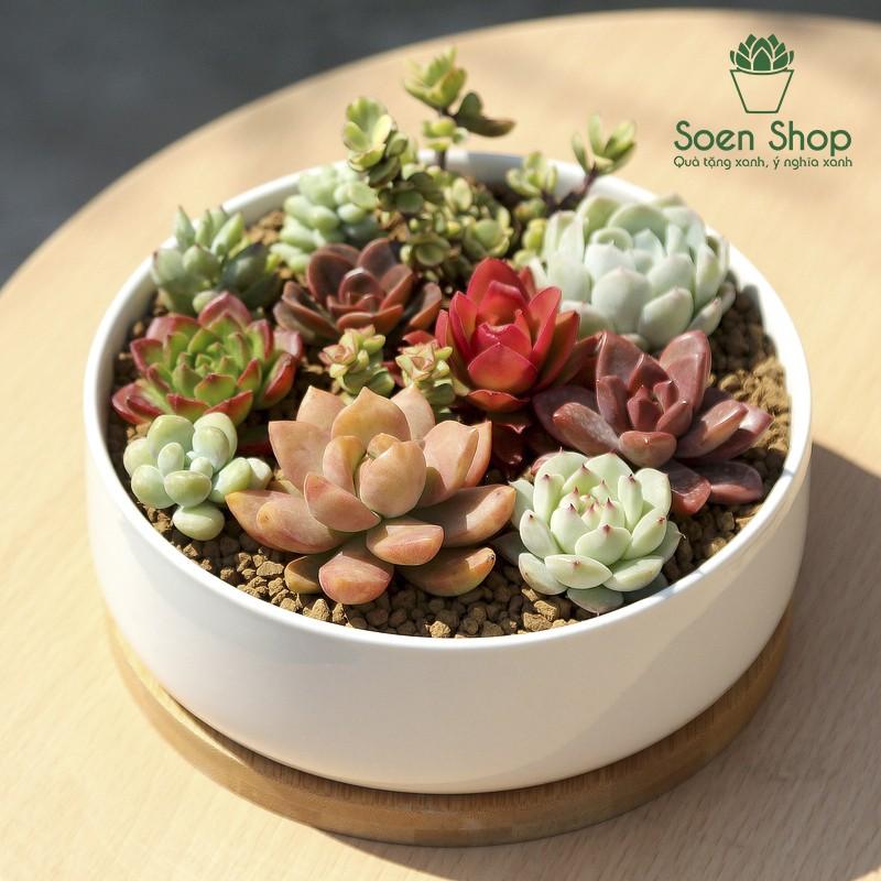 Sen đá size mini (sen vỉ) 3-5 cm các loại - Soenshop