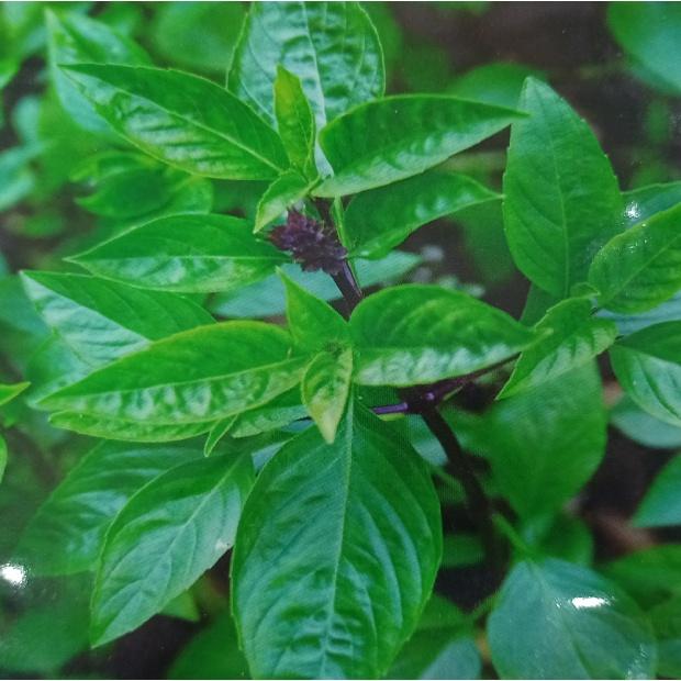 Hạt Giống Rau Húng Quế 10gr Dễ Trồng Sinh Trưởng Mạnh
