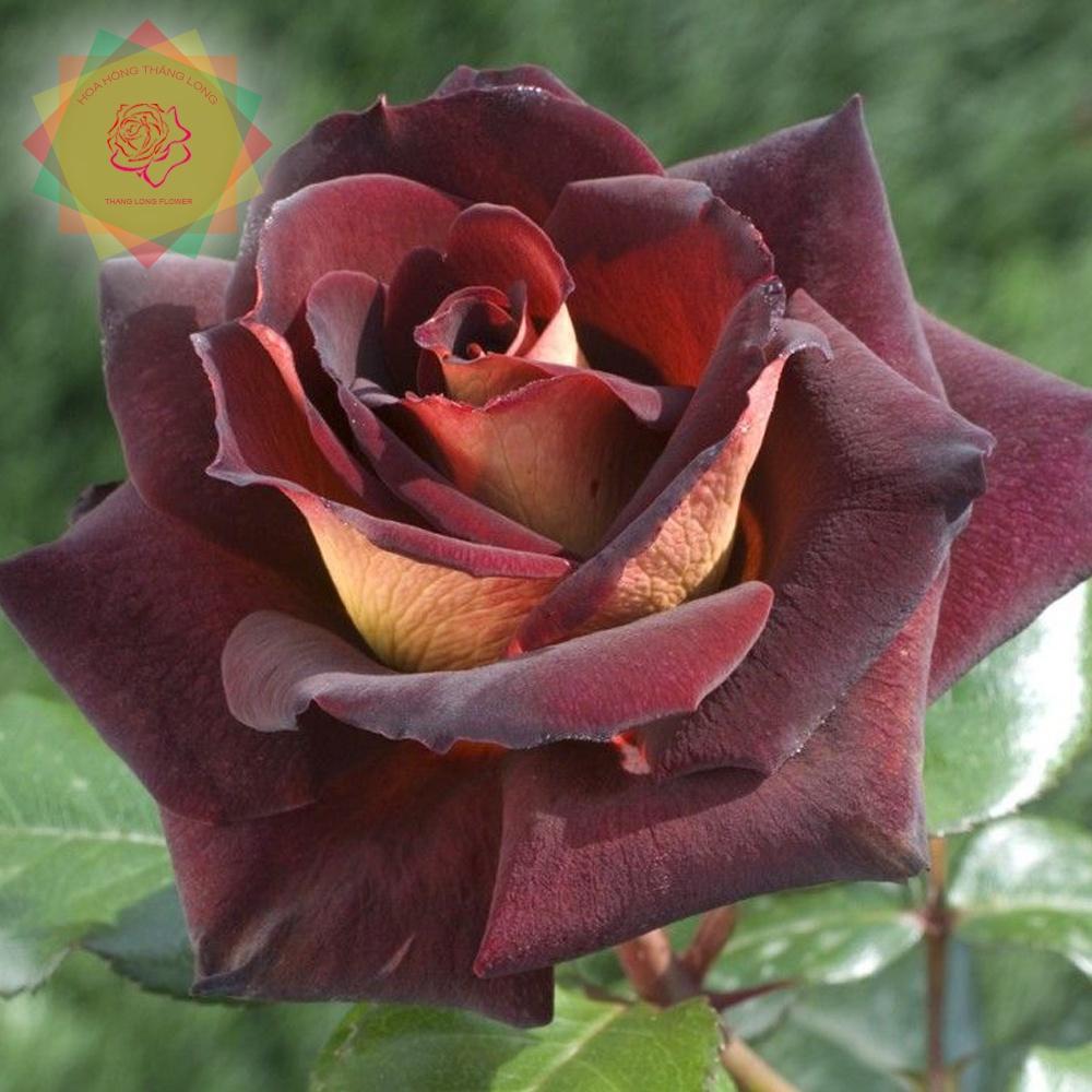 Cây hoa hồng ngoại Dark Night huyền bí - Hoa hồng Thăng Long Flower