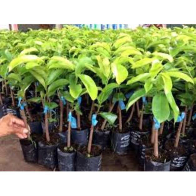 Cây mãng cầu xiêm thái + Tặng 01 cây dâu da đất