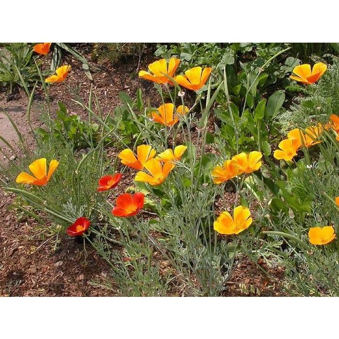 Hạt Giống Hoa Poppy Đơn Mix Màu KNS3730 - Gói 50 hạt