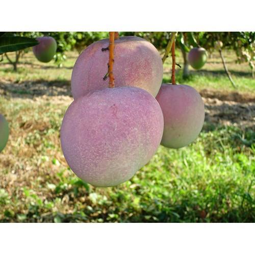 CÂY GIỐNG XOÀI ÚC SIÊU QUẢ- CAM KÊT GIỐNG CHUẨN F1 - CGXUSQF1
