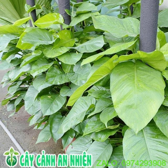 Trầu Bà Leo Size Đại