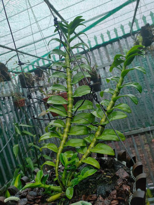 Chậu LAN PHI ĐIỆP 5 CÁNH TRẮNG THIÊN HOA