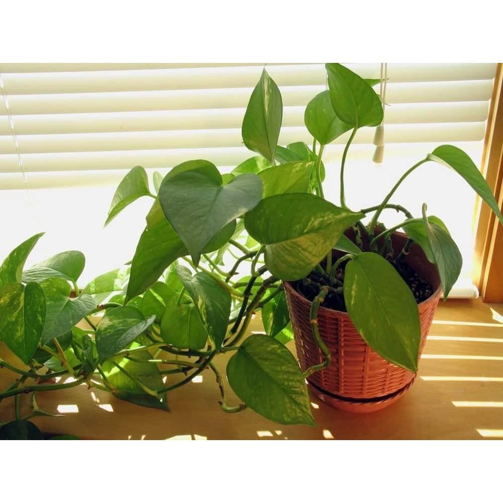 CHẬU CÂY TRẦU BÀ LÁ XANH, CÂY PHONG THỦY MANG TÀI LỘC CHO GIA CHỦ