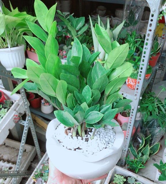 Chậu Kim Phát Tài