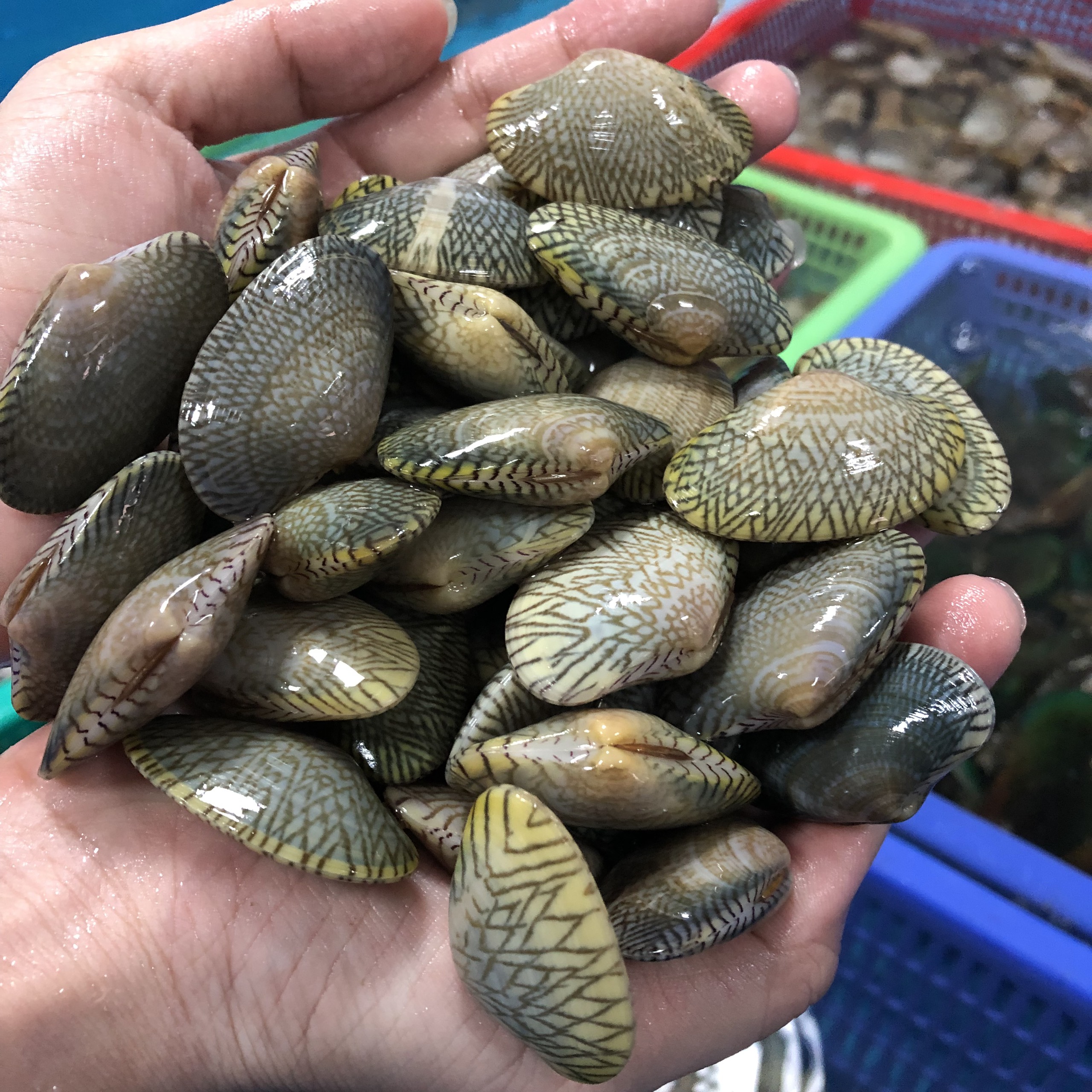 Ốc Chip Chip - Sò Lụa Sống