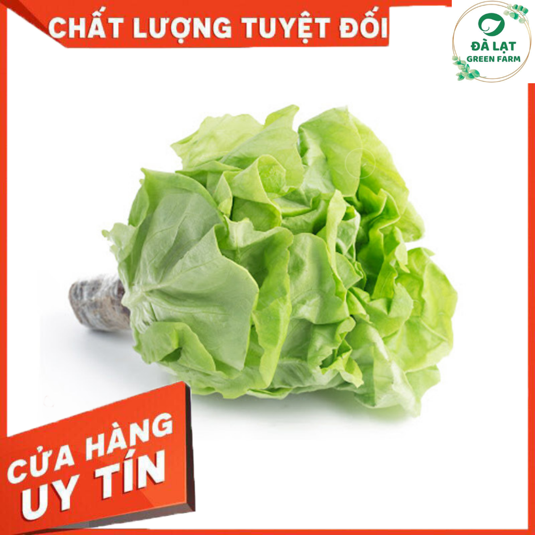 2GR - HẠT GIỐNG XÀ LÁCH BÚP MỠ (ĐĂM)