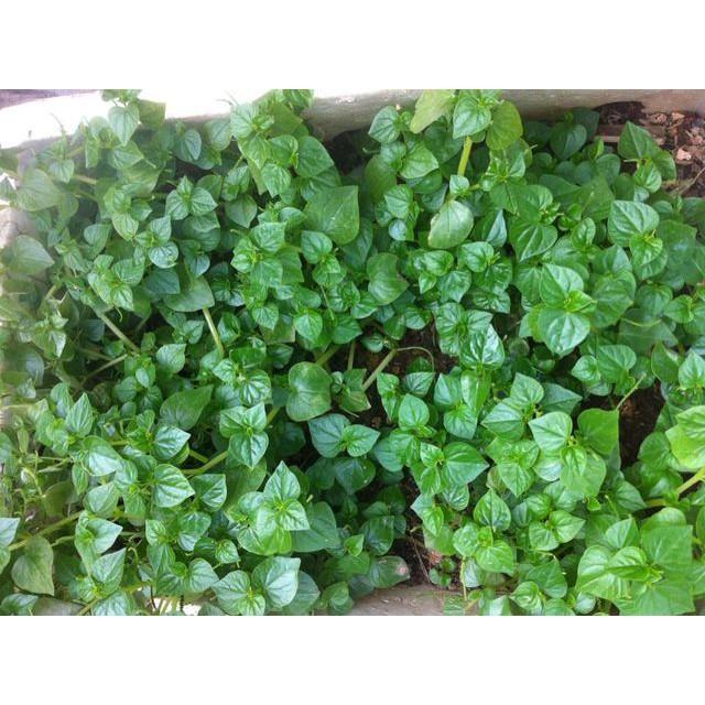 Hạt Giống Rau Càng Cua , hat giong rau sach thuy canh