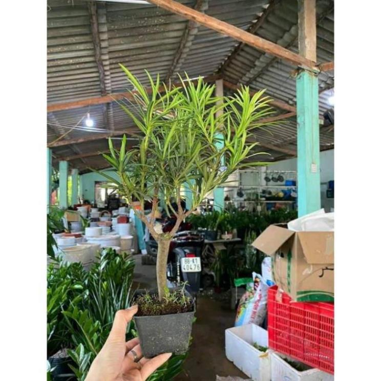 Sản phẩm CÂY TÙNG LA HÁN