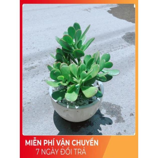 Chậu Ngọc Bích
