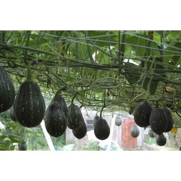 Hạt giống bí ngô mật Tứ quý F1